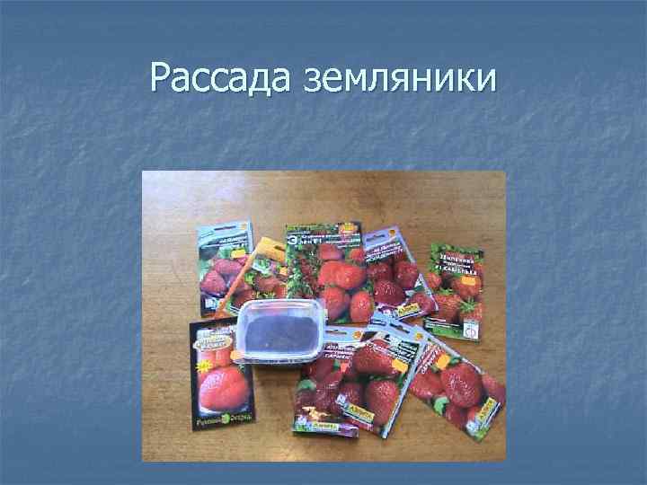 Рассада земляники 