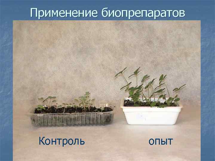 Применение биопрепаратов Контроль опыт 