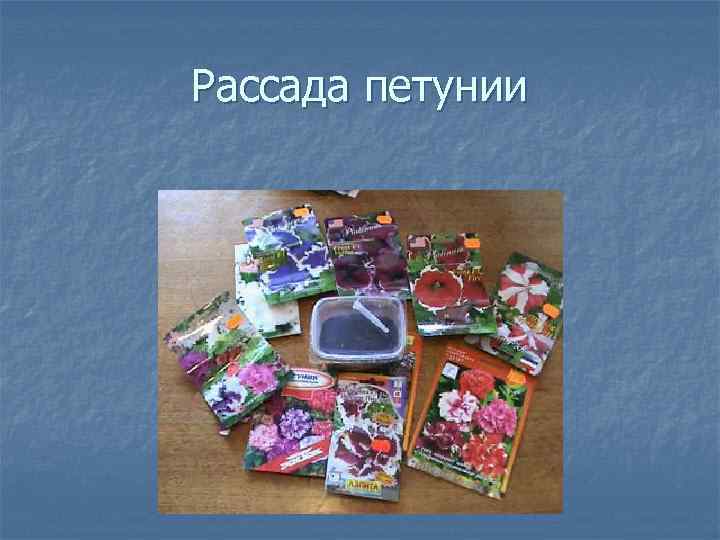 Рассада петунии 