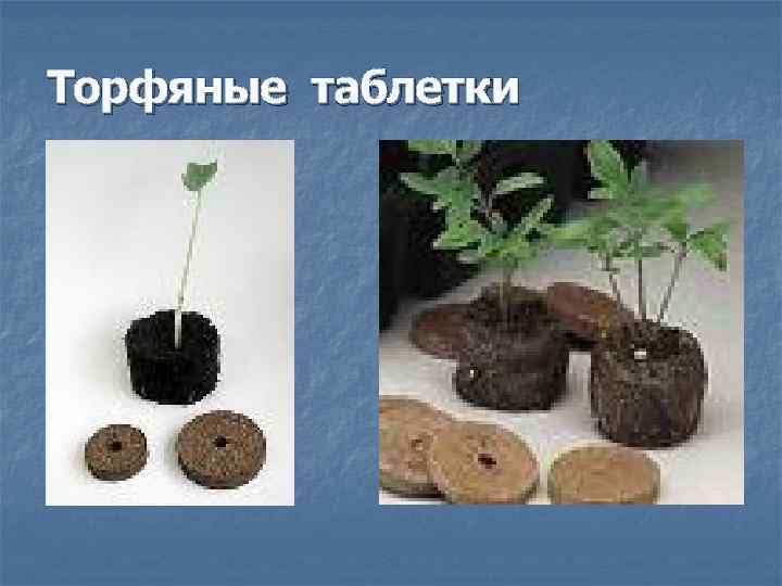 Торфяные таблетки 