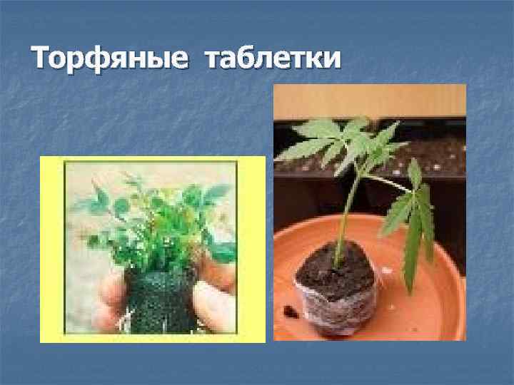 Торфяные таблетки 