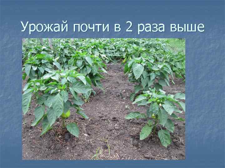 Урожай почти в 2 раза выше 