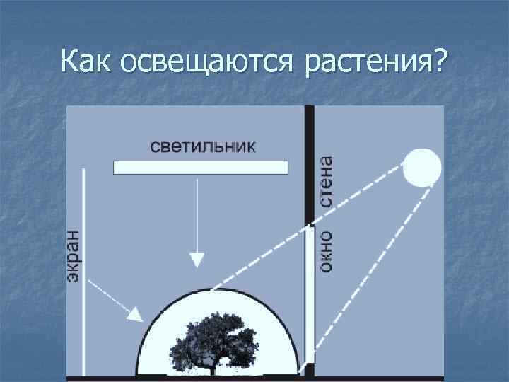 Как освещаются растения? 