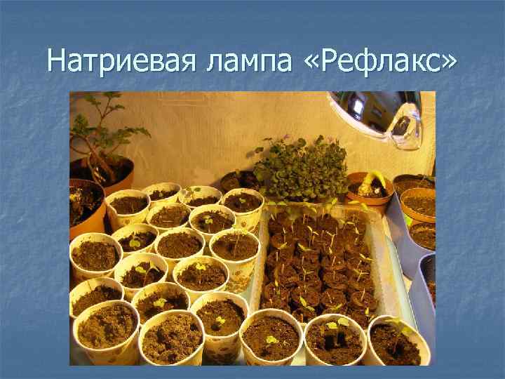 Натриевая лампа «Рефлакс» 