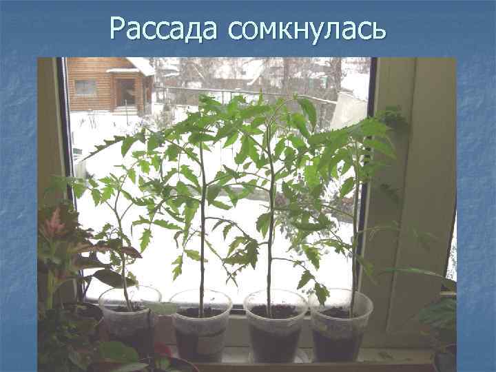 Рассада сомкнулась 