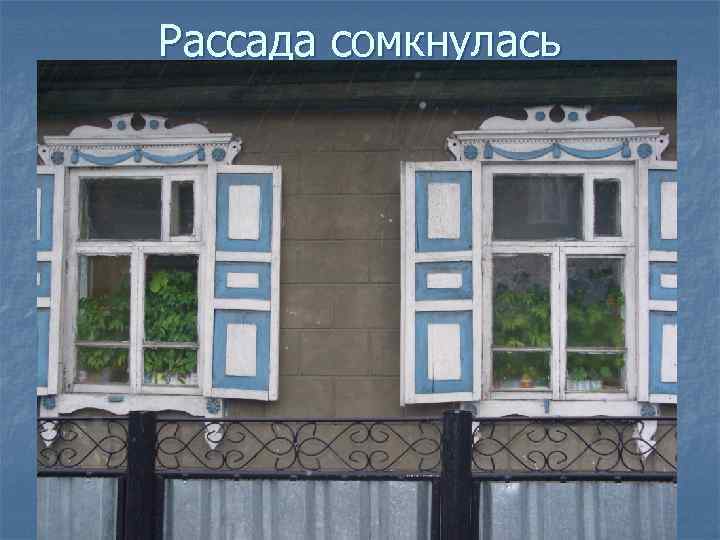 Рассада сомкнулась 