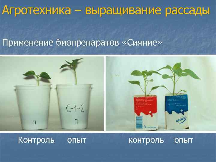 Агротехника – выращивание рассады Применение биопрепаратов «Сияние» Контроль опыт контроль опыт 