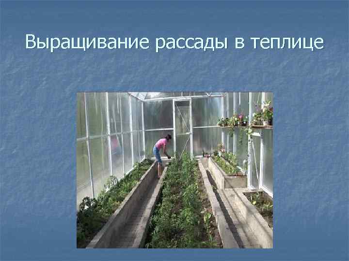 Выращивание рассады в теплице 