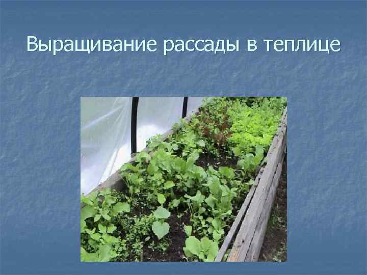 Выращивание рассады в теплице 