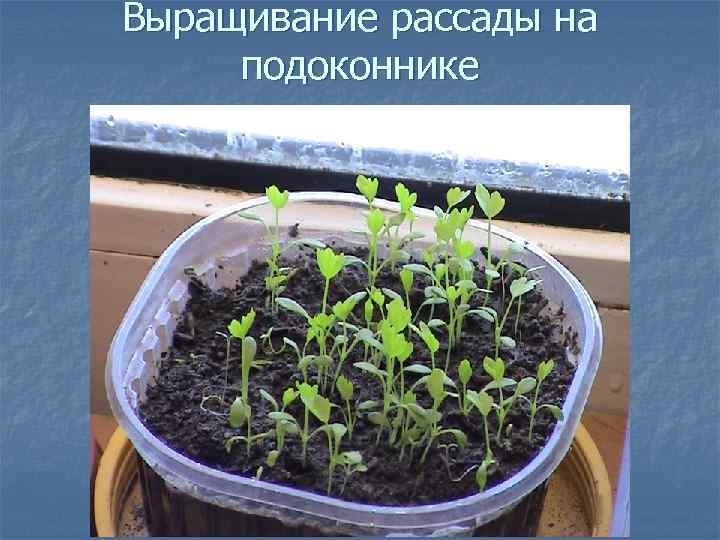 Выращивание рассады на подоконнике 