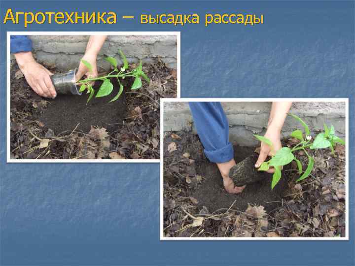 Агротехника – высадка рассады 