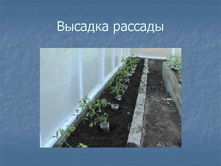 Высадка рассады 