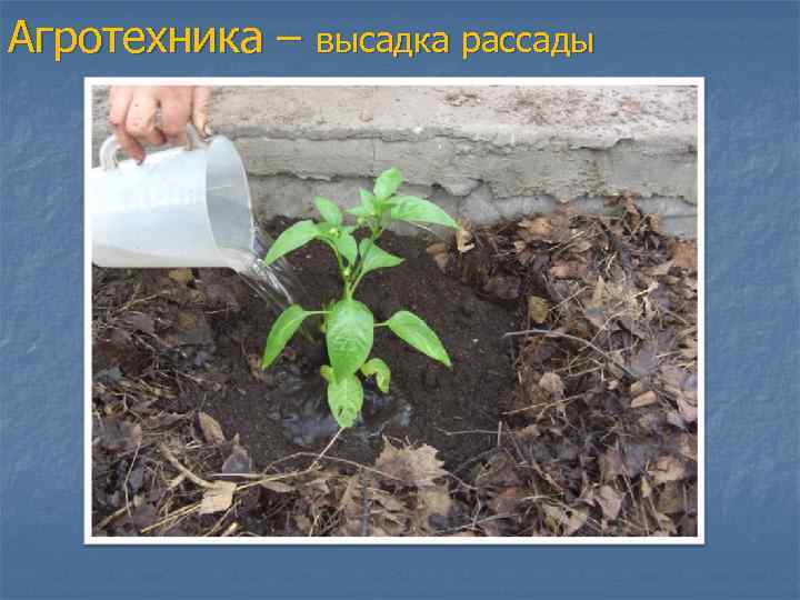 Агротехника – высадка рассады 