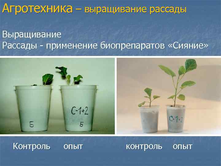Агротехника – выращивание рассады Выращивание Рассады - применение биопрепаратов «Сияние» Контроль опыт контроль опыт