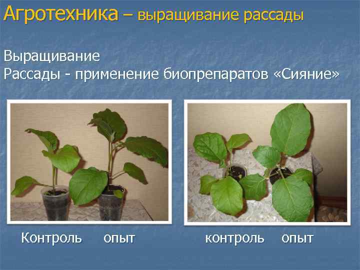 Агротехника – выращивание рассады Выращивание Рассады - применение биопрепаратов «Сияние» Контроль опыт контроль опыт