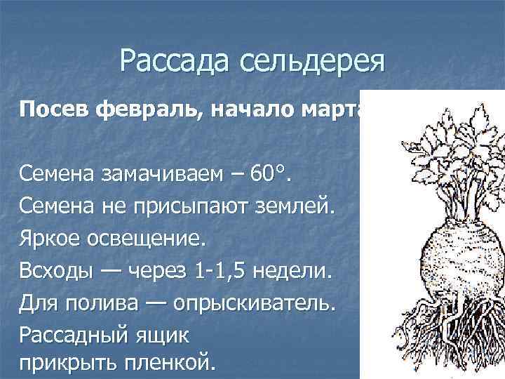 Рассада сельдерея Посев февраль, начало марта. Семена замачиваем – 60°. Семена не присыпают землей.