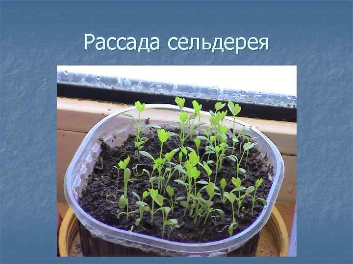 Рассада сельдерея 