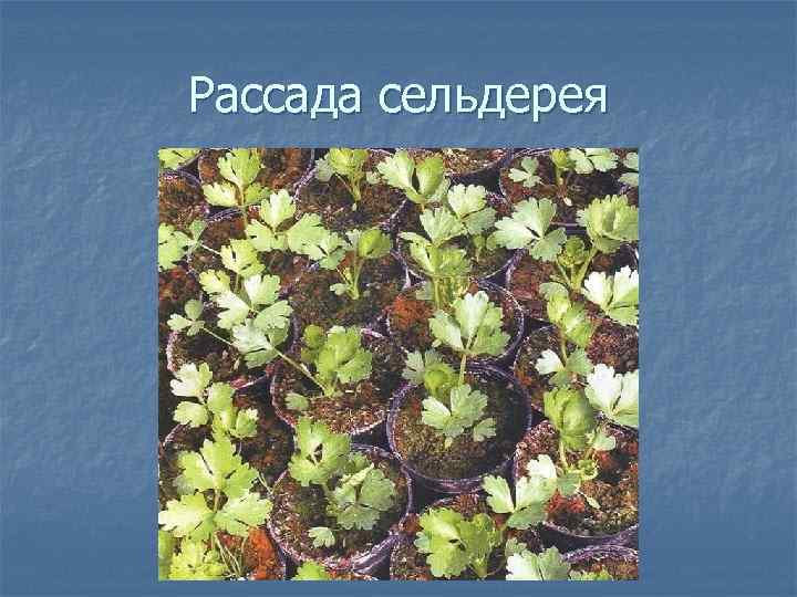 Рассада сельдерея 