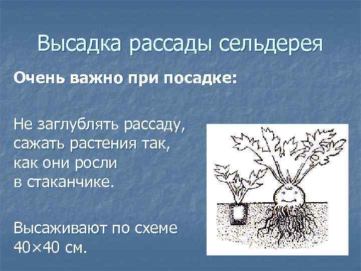 Высадка рассады сельдерея Очень важно при посадке: Не заглублять рассаду, сажать растения так, как