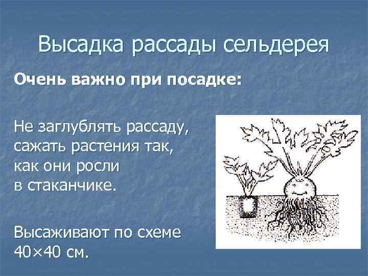 Высадка рассады сельдерея Очень важно при посадке: Не заглублять рассаду, сажать растения так, как