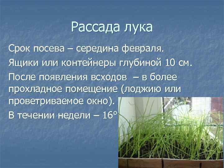 Рассада лука Срок посева – середина февраля. Ящики или контейнеры глубиной 10 см. После