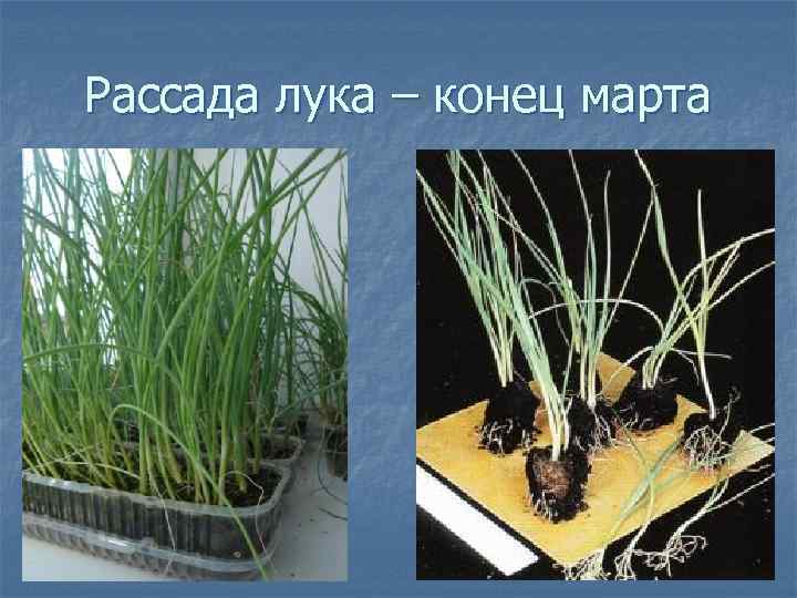 Рассада лука – конец марта 