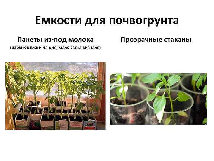 Емкости для почвогрунта Пакеты из-под молока (избыток влаги на дне, мало света вначале) Прозрачные