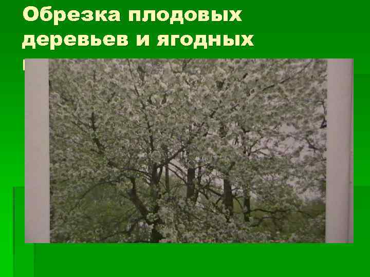 Обрезка плодовых деревьев и ягодных кустарников. 