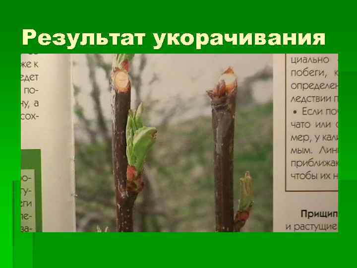 Результат укорачивания 