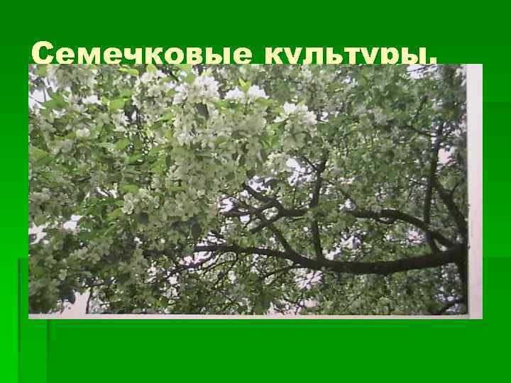 Семечковые культуры. 