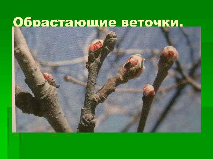 Обрастающие веточки. 