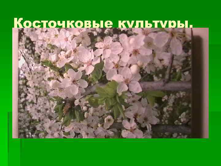 Косточковые культуры. 