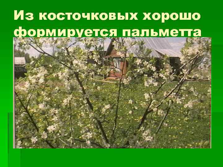 Из косточковых хорошо формируется пальметта 