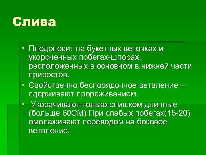 Слива § Плодоносит на букетных веточках и укороченных побегах-шпорах, расположенных в основном в нижней