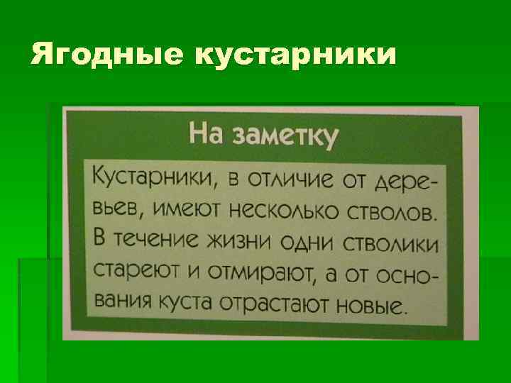 Ягодные кустарники 