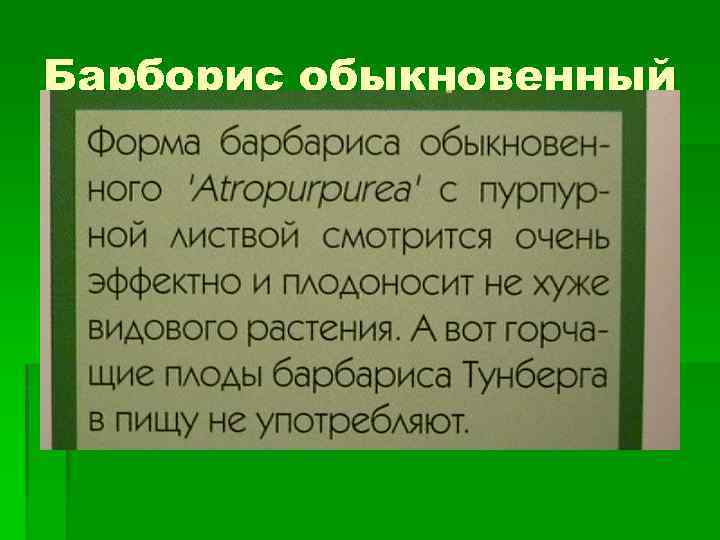 Барборис обыкновенный 