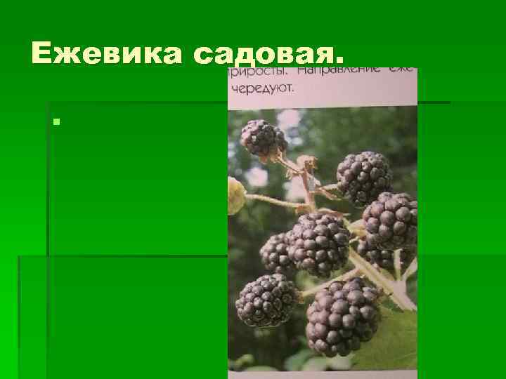 Ежевика садовая. § 