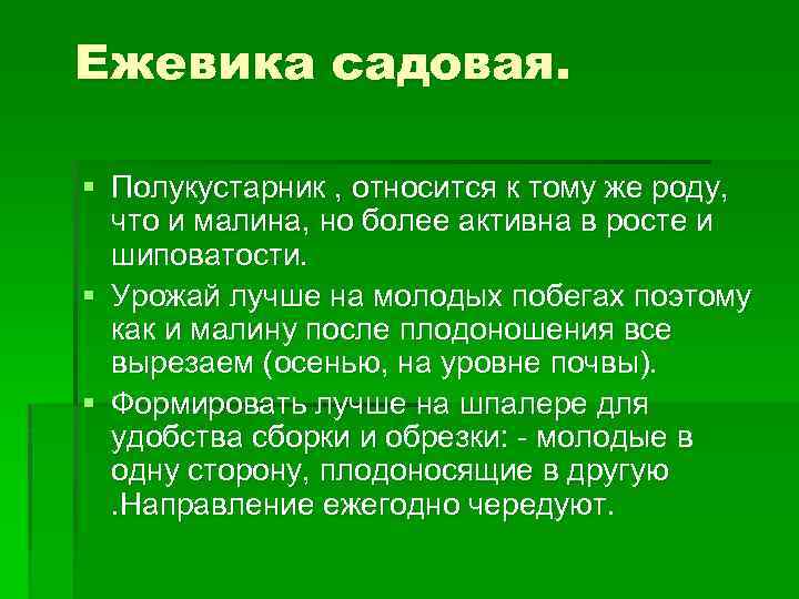 Ежевика садовая. § Полукустарник , относится к тому же роду, что и малина, но