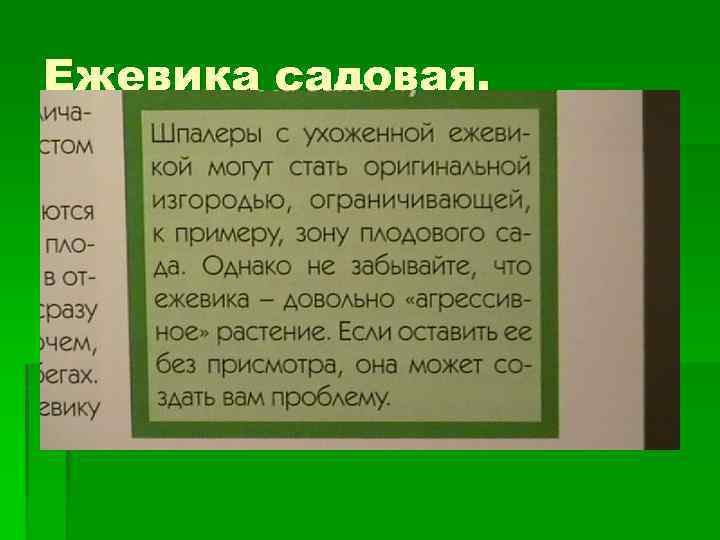 Ежевика садовая. 