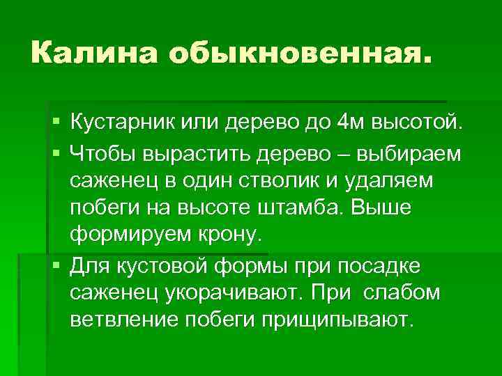 Калина обыкновенная. § Кустарник или дерево до 4 м высотой. § Чтобы вырастить дерево