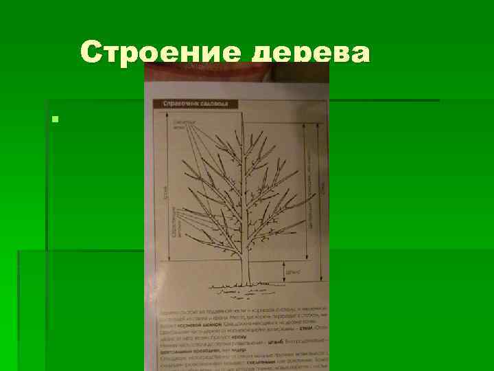 Строение дерева кустарника