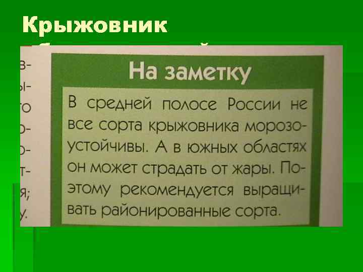 Крыжовник обыкновенный 