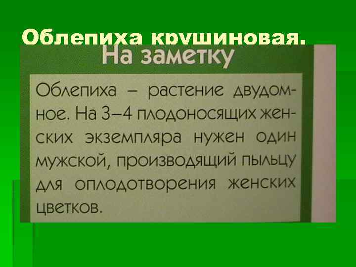 Облепиха крушиновая. 