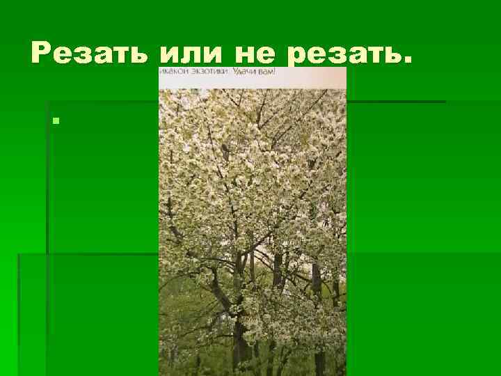 Резать или не резать. § 