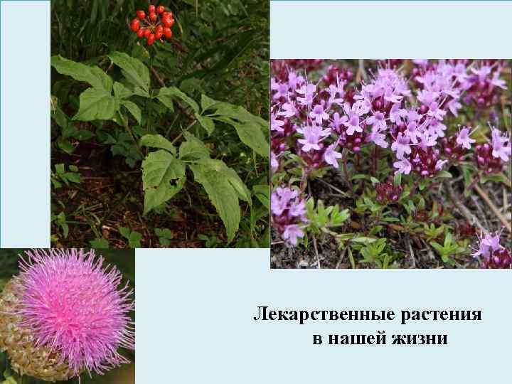 Лекарственные растения план