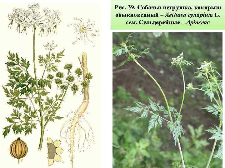 Рис. 39. Собачья петрушка, кокорыш обыкновенный – Aethusa cynapium L. сем. Сельдерейные – Apiaceae