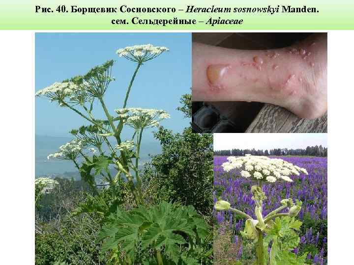Рис. 40. Борщевик Сосновского – Heracleum sosnowskyi Manden. сем. Сельдерейные – Apiaceae 