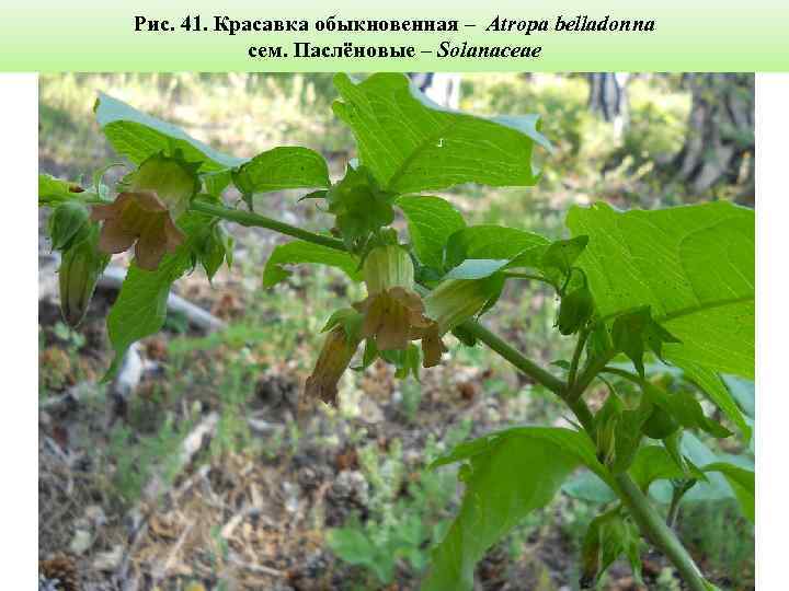Рис. 41. Красавка обыкновенная – Atropa belladonna сем. Паслёновые – Solanaceae 