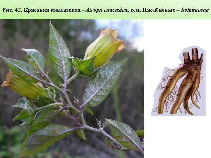 Рис. 42. Красавка кавказская - Atropa caucasica, сем. Паслёновые – Solanaceae 