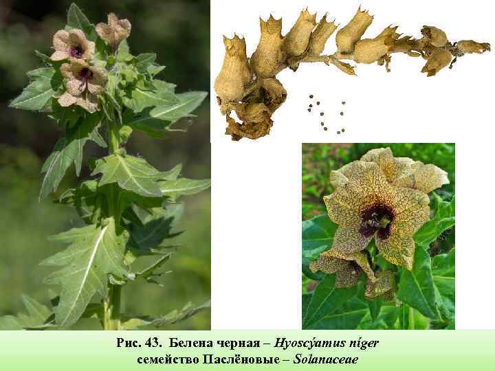 Рис. 43. Белена черная – Hyoscýamus níger семейство Паслёновые – Solanaceae 